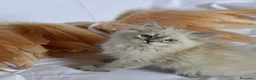 Siberiano gatti in vendita: Cuccioli di Siberiano pedigree Anfi  - Annuncio 7