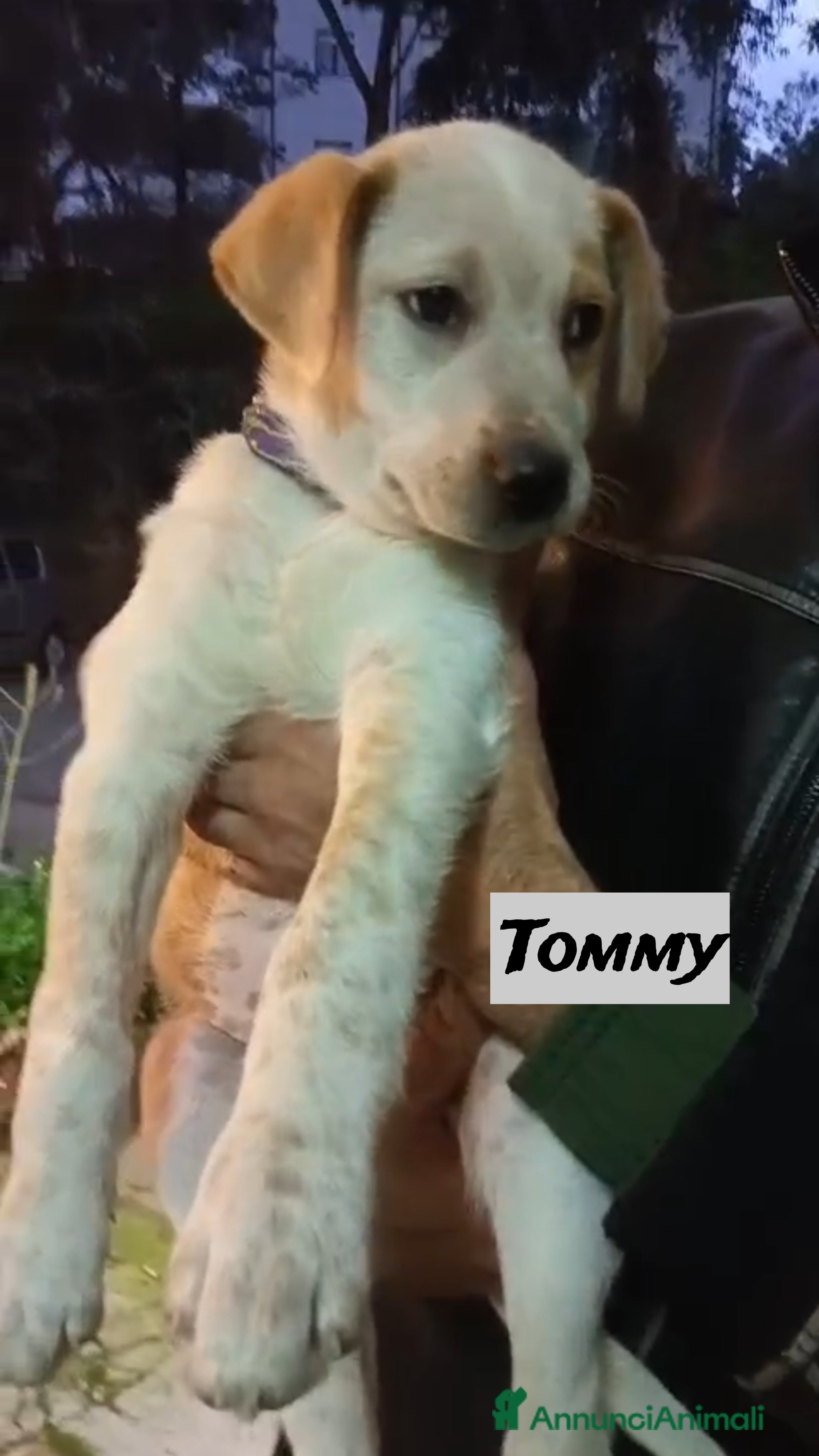 Meticcio cani Tanti cuccioli cercano un porto sicuro - Annuncio 2