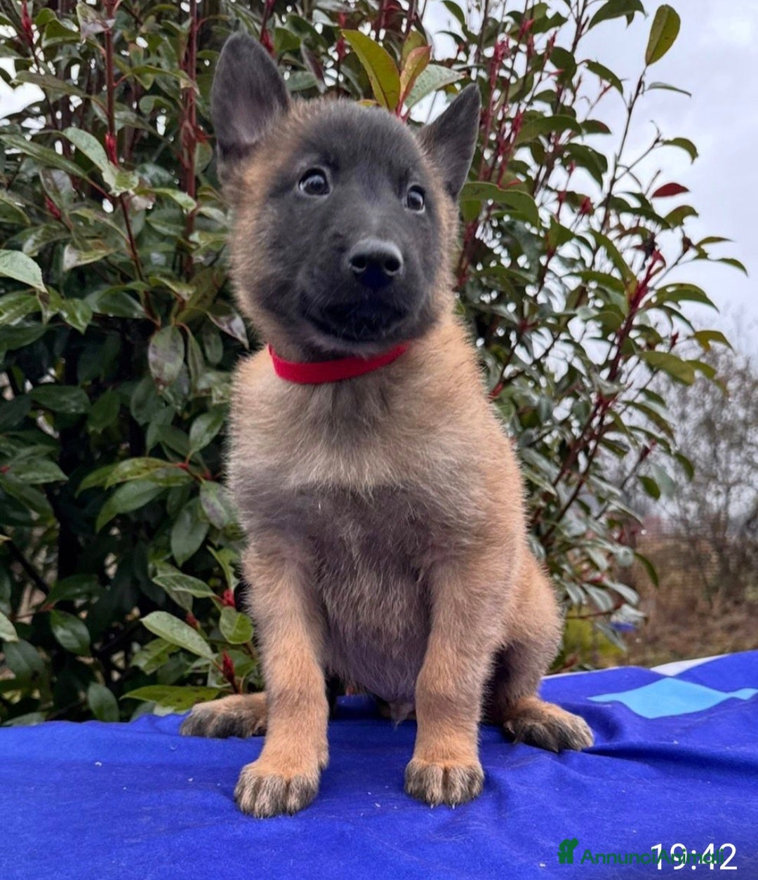 Pastore Belga cani Cuccioli pastore belga Malinois  - Annuncio 1