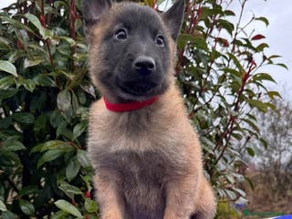 Pastore Belga cani Cuccioli pastore belga Malinois - Annuncio 1