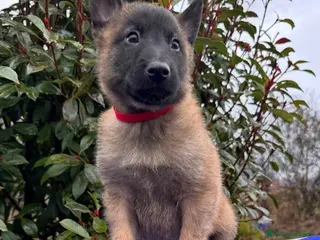 Pastore Belga cani Cuccioli pastore belga Malinois - Annuncio 2