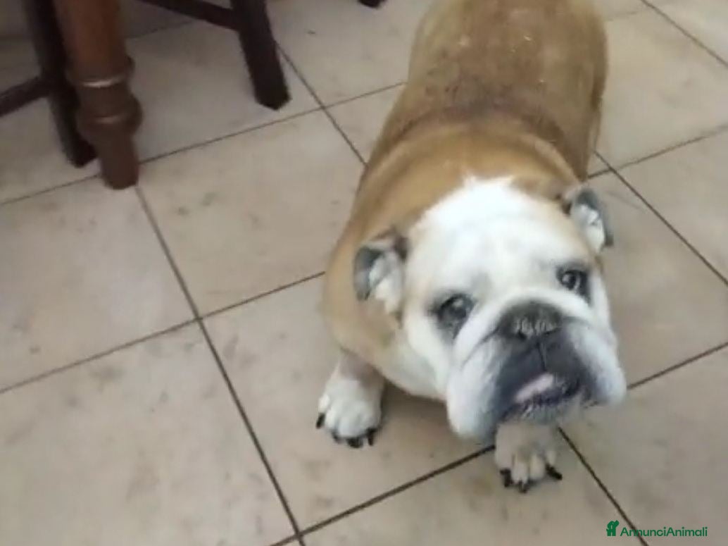 Bulldog cani NONNA SHAKIRA HA BISOGNO DI TE, IN ADOZIONE - Annuncio 1