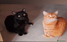 Altre razze gatti in regalo: Adozione del cuore due mici di tre anni - Annuncio 1