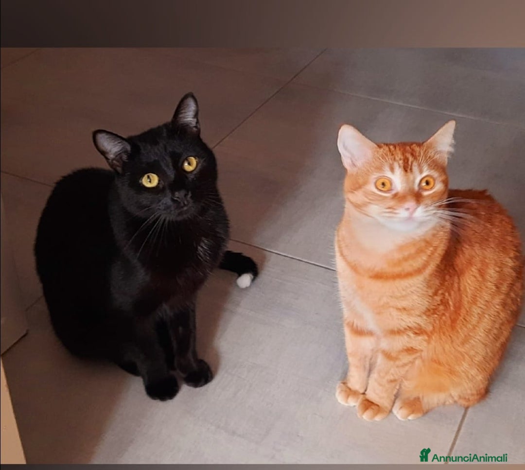 Altre razze gatti in regalo: Adozione del cuore due mici di tre anni - Annuncio 1