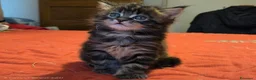 Maine Coon gatti in vendita: Vendo cuccio Maine Coon senza pedigree - Annuncio 9