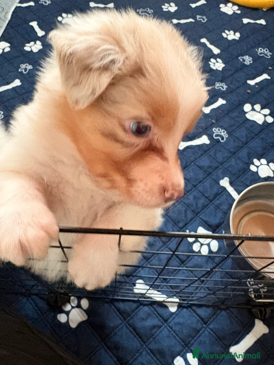 Australian Shepherd cani in vendita: Backy ultimo maschietto disponibile  - Annuncio 4