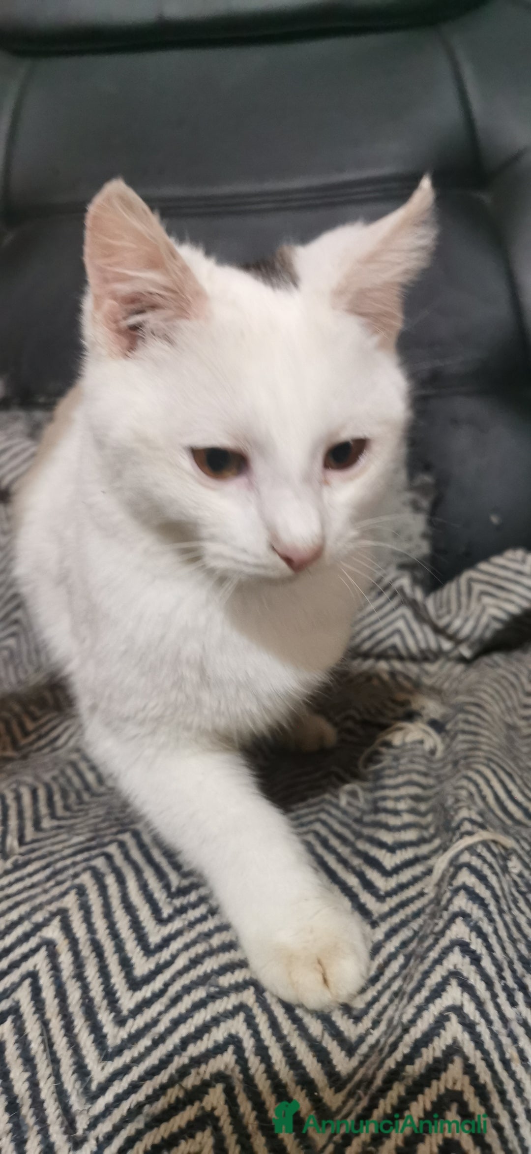 Europeo gatti in regalo: Gattino Maschio Bianco - Annuncio 4