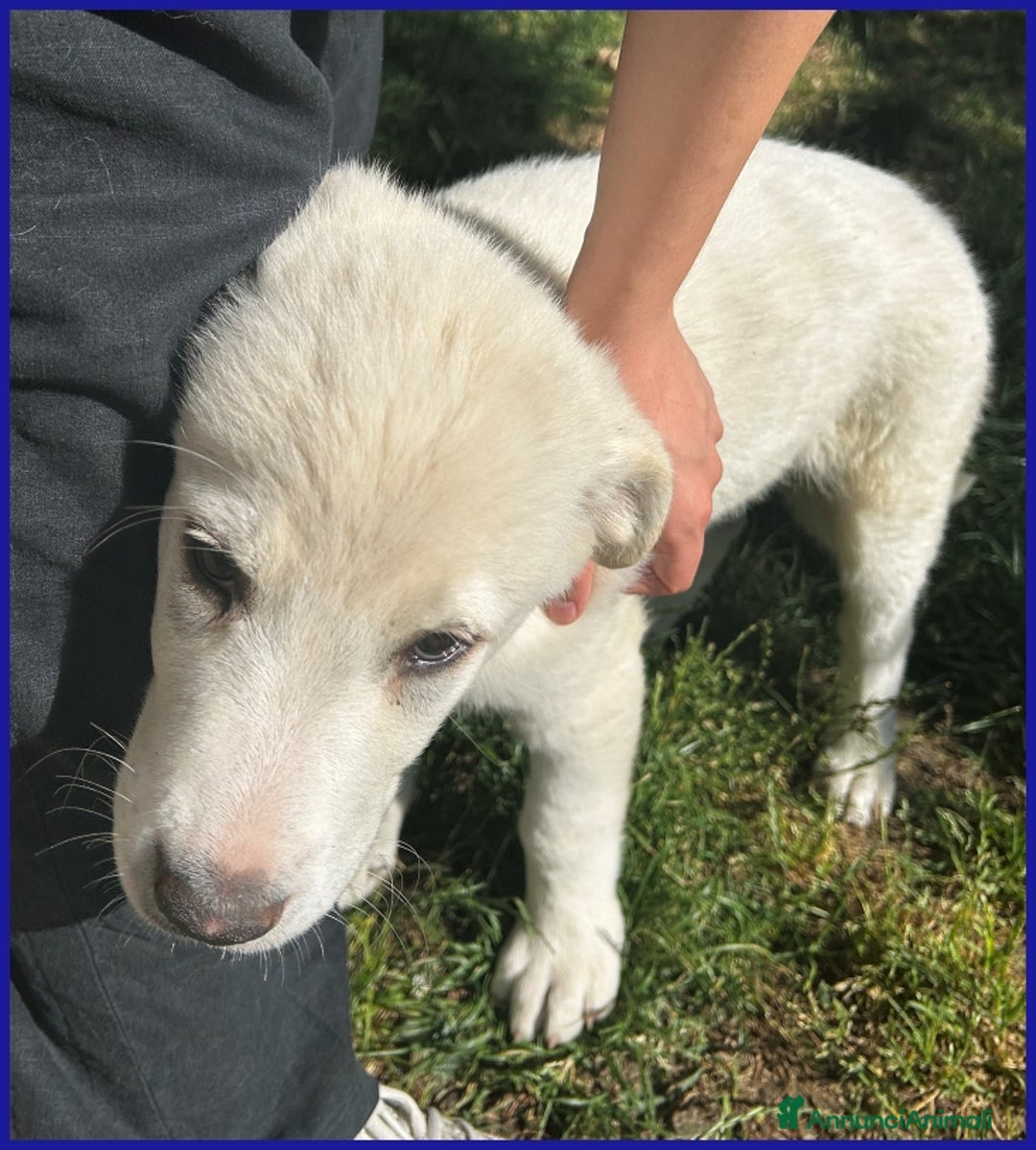 Pastore Maremmano cani in regalo: MAYO, CUCCIOLA 2 MESI MIX MAREMMANA, MERAVIGLIOSA  - Annuncio 10