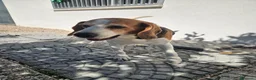 Beagle cani in regalo: Borgo: nonnino Beagle dolce e socievole  - Annuncio 7
