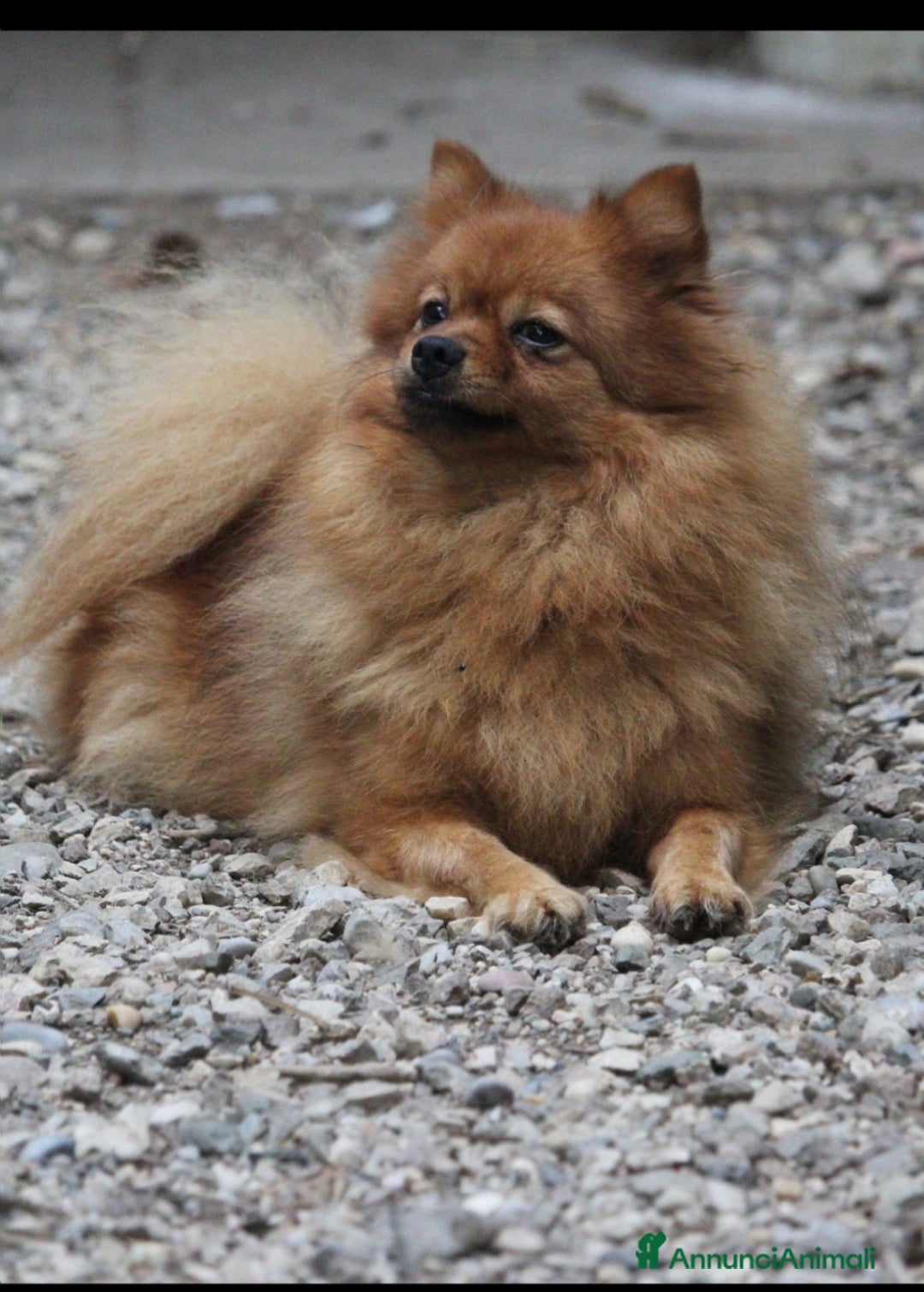 Spitz cani in vendita: Spitz tedesco piccolo  - Annuncio 2