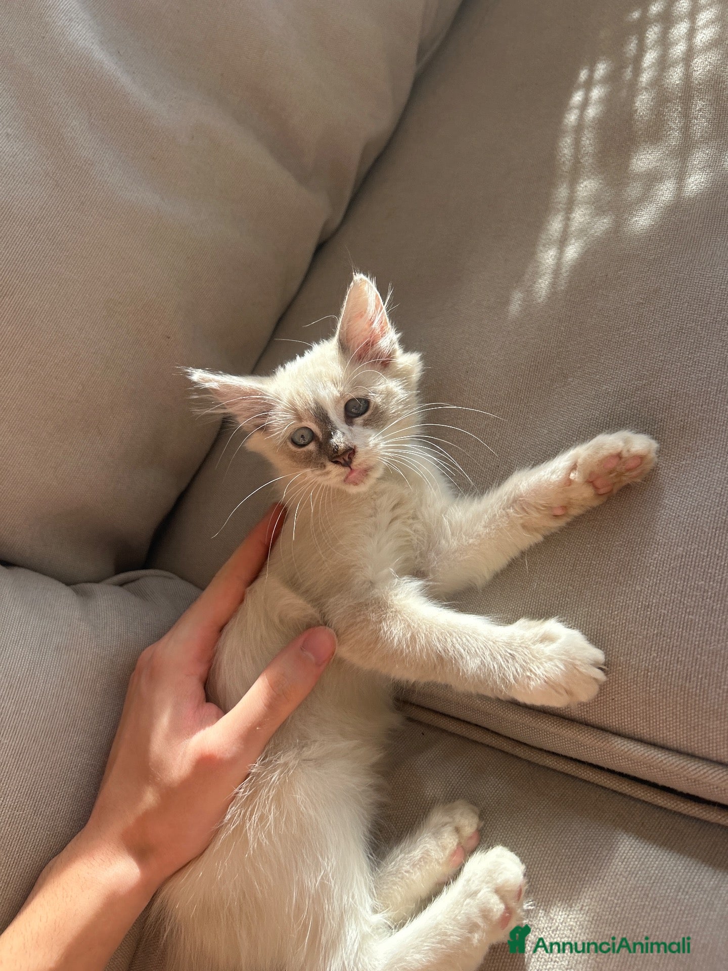 Altre razze gatti gattino in vendita - Annuncio 5