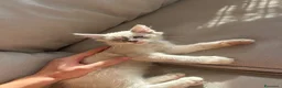 Altre razze gatti in vendita: gattino in vendita - Annuncio 1