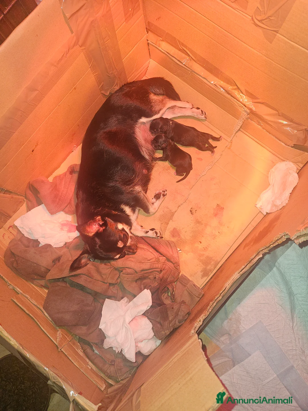 Chihuahua cani in vendita: Chihuahua mini toy - Annuncio 2