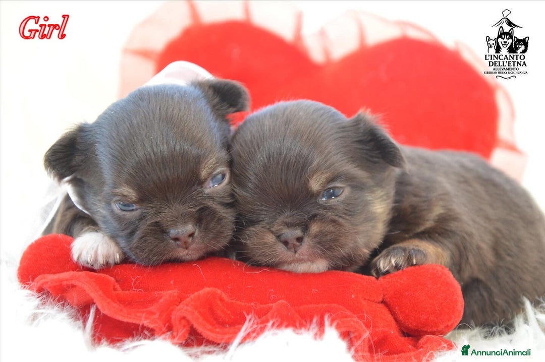 Chihuahua cani in vendita: Chihuahua linea russa pedigree Enci  - Annuncio 2