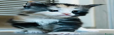Maine Coon Gattino 5