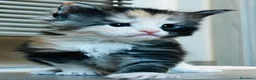 Maine Coon gatti in vendita: Cuccioli Maine Coon con pedigree  - Annuncio 5