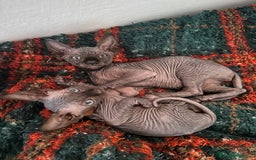 Sphynx gatti in vendita: Sphynx canadian black con pedigree a Provincia di Modena - Immagine 1