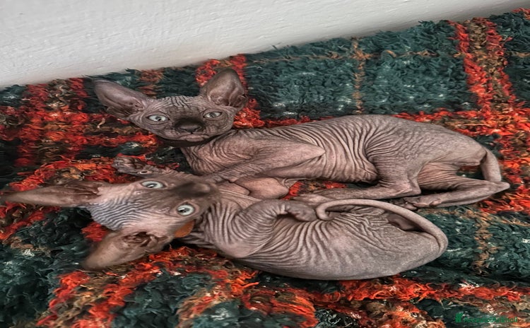 Sphynx gatti a Provincia di Modena - Annuncio 4