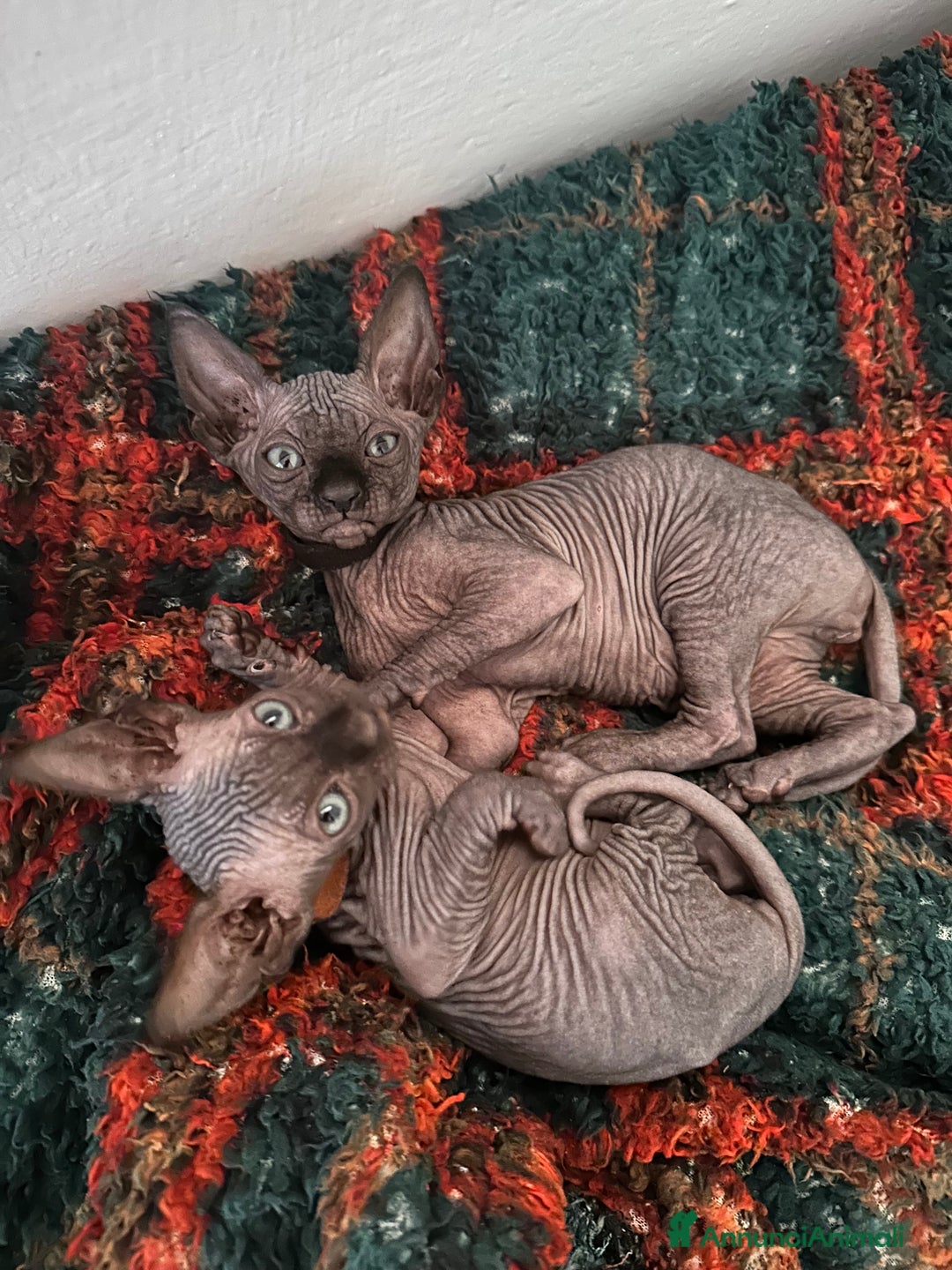 Sphynx gatti in vendita: Sphynx canadian black con pedigree a Provincia di Modena - Immagine 1