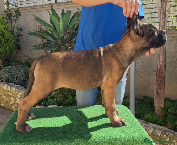 Cane Corso cani Cuccioli Cane Corso - Annuncio 3