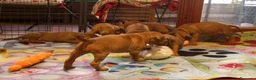 Rhodesian Ridgeback cani in vendita: Wid Gees Litter - Annuncio 29