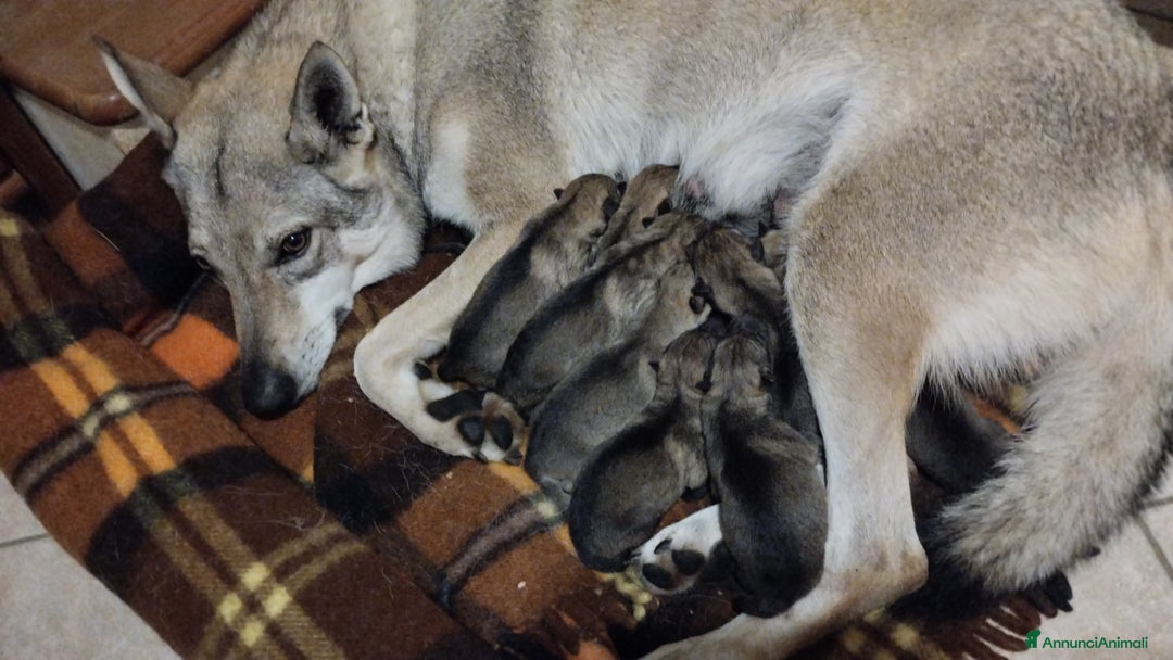 Lupo Cecoslovacco cani in vendita: Cuccioli lupo cecoslovacco - Annuncio 1
