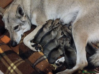 Lupo Cecoslovacco cani Cuccioli lupo cecoslovacco - Annuncio 3