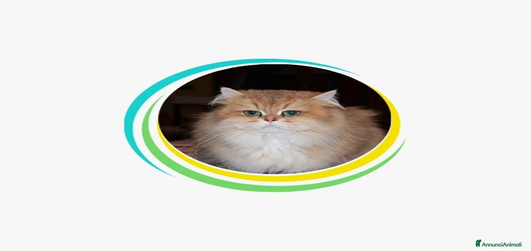 Immagine della galleria {{count}}