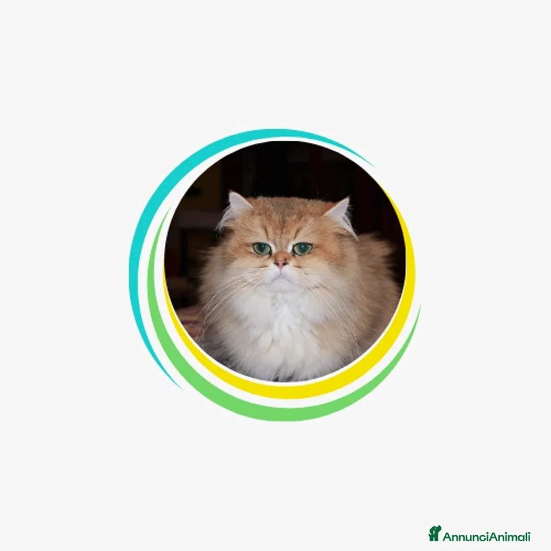 Immagine della galleria {{count}}