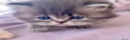 Persiano gatti in vendita: Splendidi cuccioli di gatto persiano - Annuncio 5