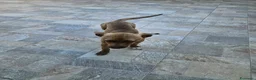 Meticcio cani in regalo: Pandora: cucciolotta taglia piccola socievole  - Annuncio 7