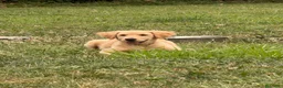 Golden Retriever cani in vendita: Cuccioli disponibili Golden Retriever allevamento  a Provincia di Lecco - Annuncio 6