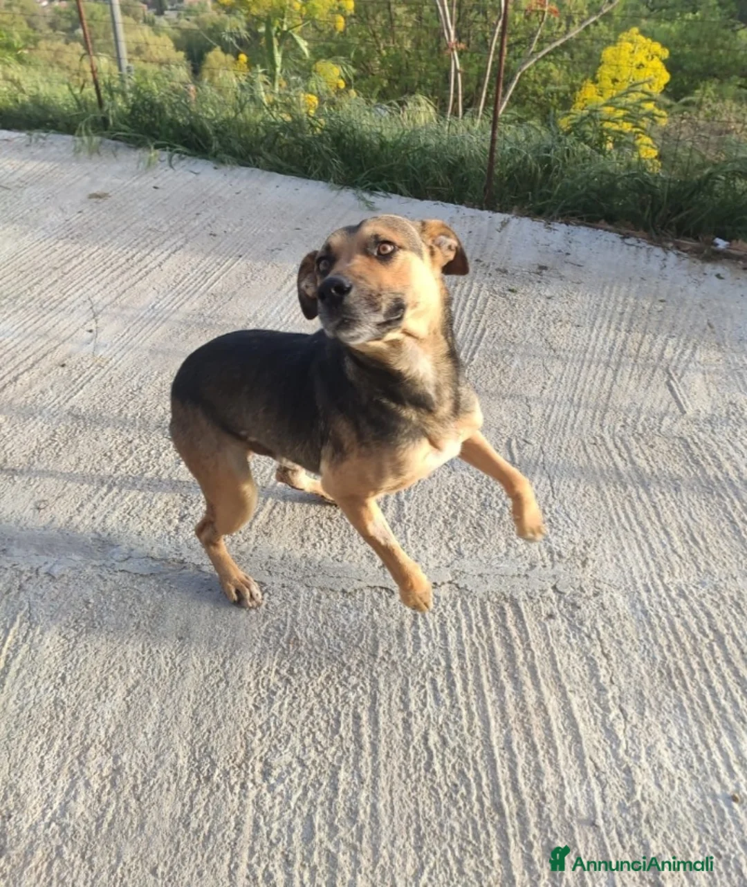 Meticcio cani in regalo: 18mesi tg media salvato in strada investito.SICILI a Città metropolitana di Milano - Annuncio 2