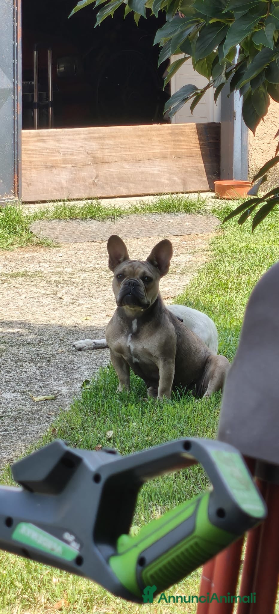 Bulldog Francese cani Vendo cuccioli bulldog francese - Annuncio 1