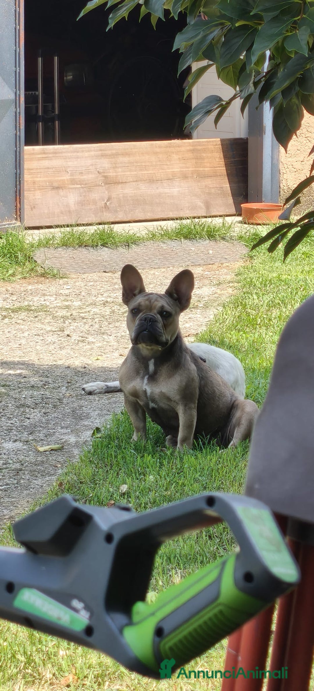 Bulldog Francese cani in vendita: Vendo cuccioli bulldog francese - Annuncio 1