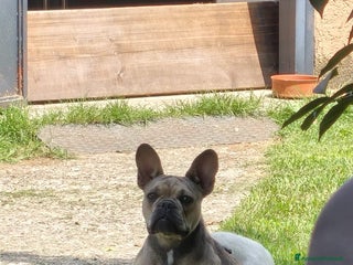 Bulldog Francese cani Vendo cuccioli bulldog francese - Annuncio 1