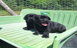 Labrador cani in vendita: Cuccioli Labrador neri a Province of Siena - Immagine 4