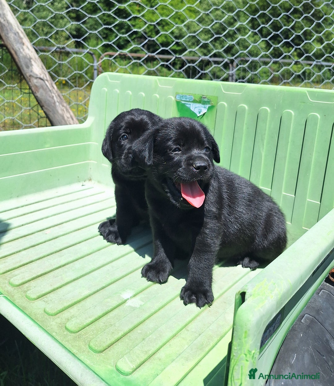 Labrador cani in vendita: Cuccioli Labrador neri a Province of Siena - Immagine 4