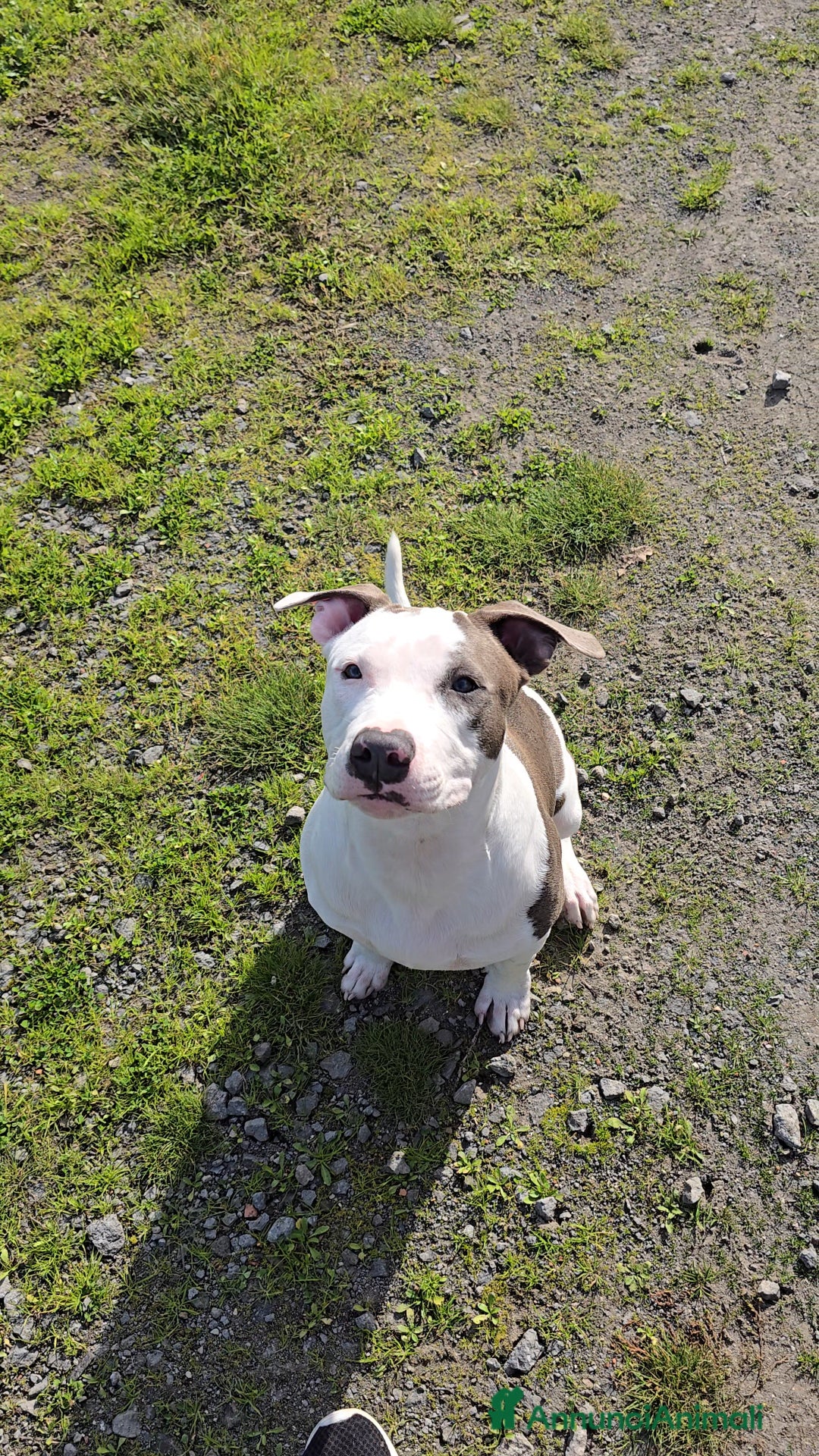 American Staffordshire cani in vendita: Cuccioli Amstaff  - Annuncio 6