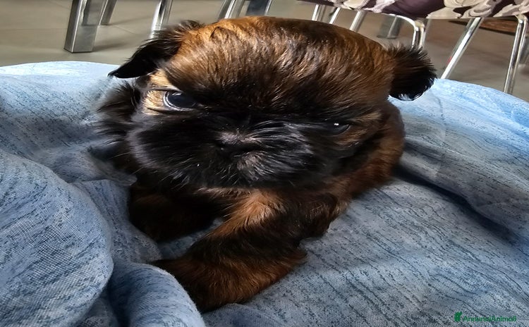 Shih Tzu cani a Provincia di Salerno - Annuncio 5