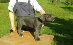 Cane Corso cani in vendita: cuccioli e cuccioloni  di cane corso  a Provincia di Cuneo - Immagine 5
