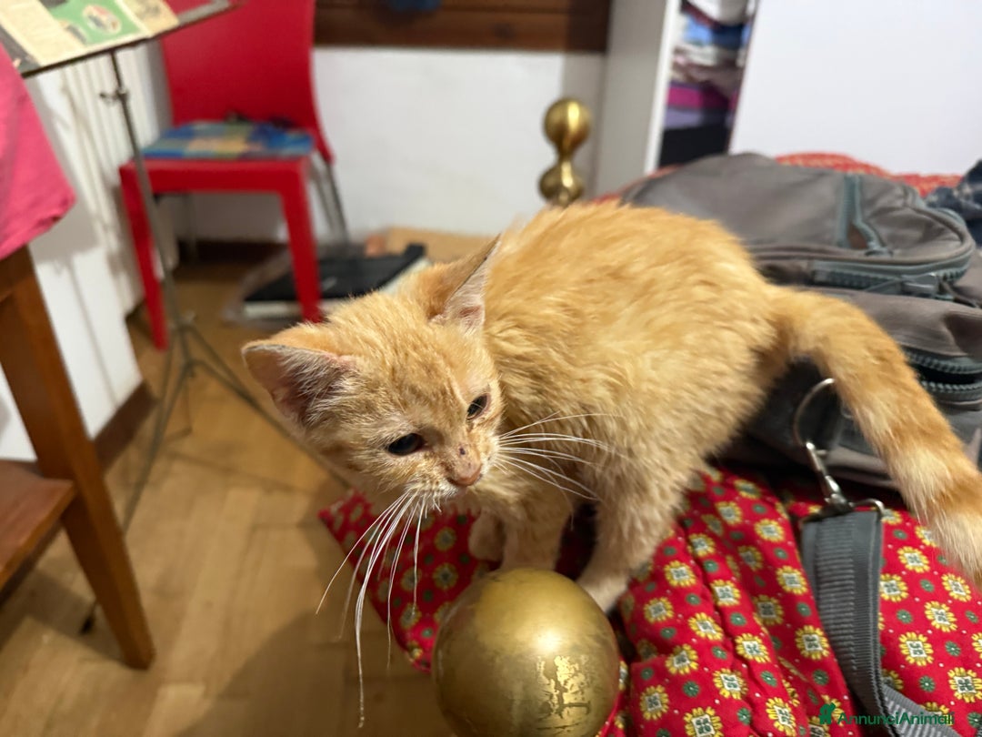 Europeo gatti in regalo: Gattini rossi trovatelli  - Annuncio 5