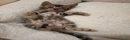 Bengala gatti in vendita: le meraviglie di Selected Breed  - Annuncio 2