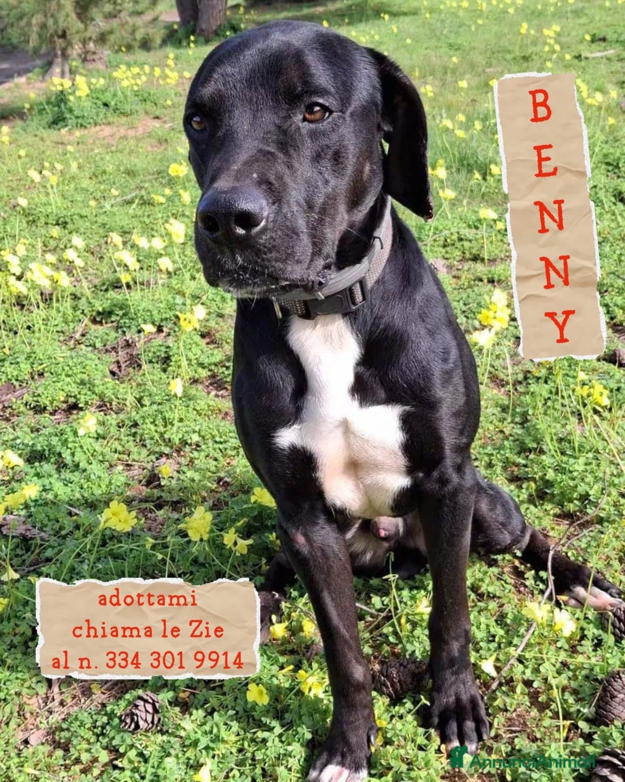 Meticcio cani BENNY 💙  STA ANCORA ASPETTANDO LA SUA CASA - Annuncio 1