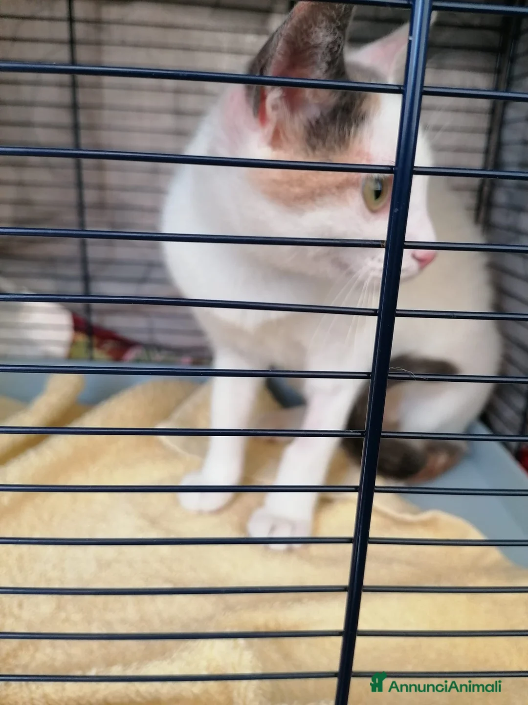 Europeo gatti in regalo: Adozione del cuore per la piccola Eva - Annuncio 2