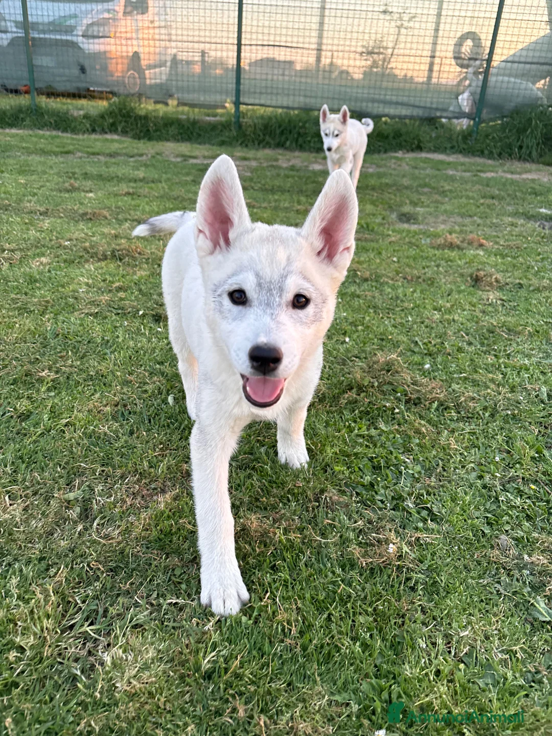 Husky cani in vendita: Siberian Husky, cuccioli alta genealogia  a Provincia di Ravenna - Annuncio 5