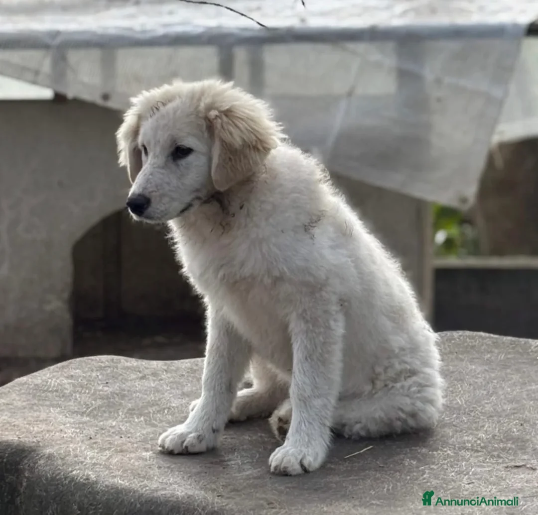 Meticcio cani in regalo: Mirta cucciola simil golden retriever  - Annuncio 2