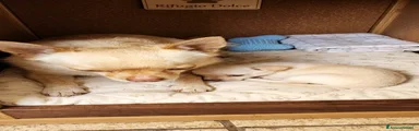 Chihuahua Cucciolo 1