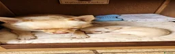 Chihuahua cani in vendita: Splendida cucciola di Chihuahua  - Annuncio 3