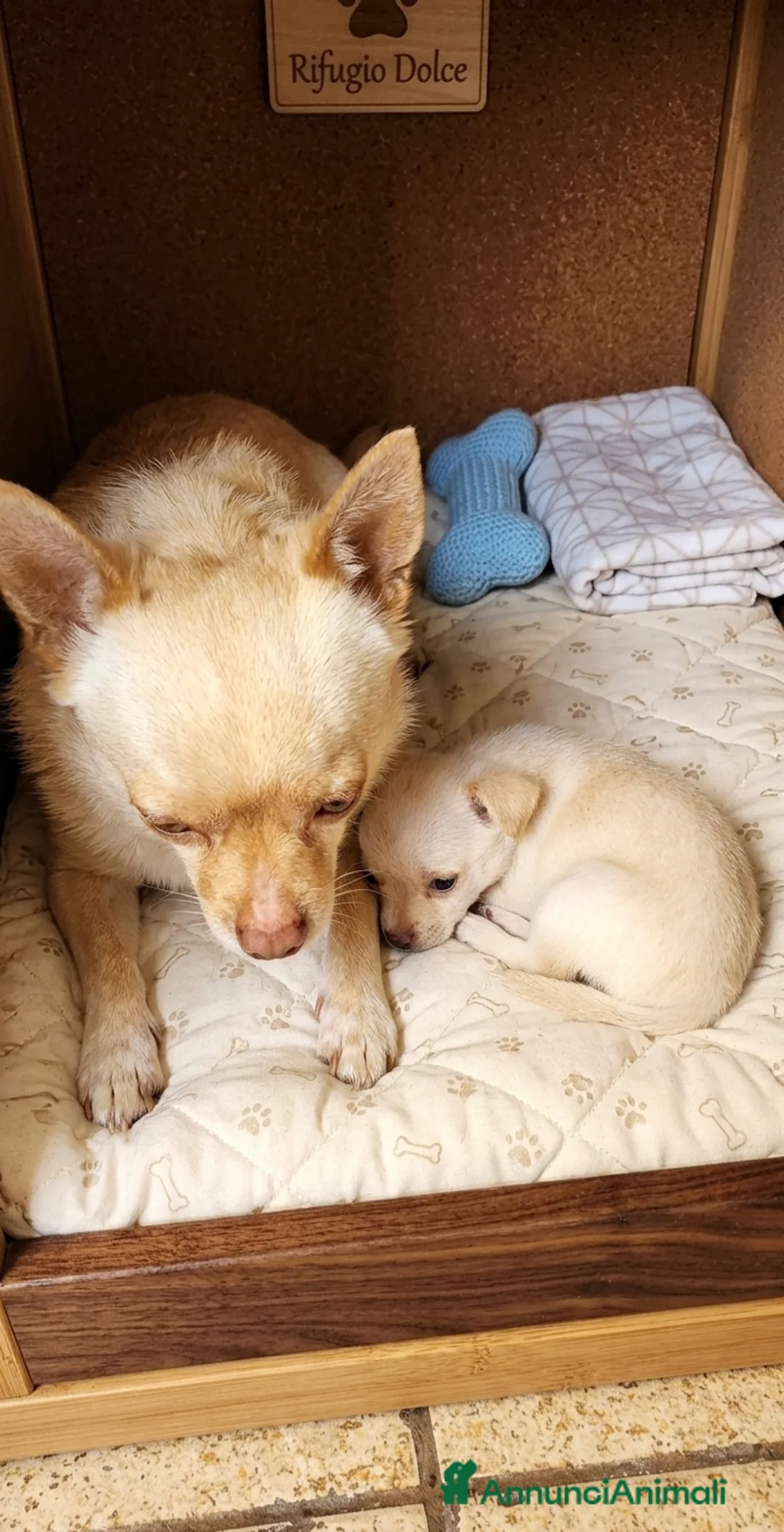 Chihuahua cani in vendita: Splendida cucciola di Chihuahua  - Annuncio 3